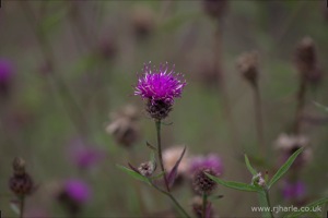 Thistle on Harpenden Common