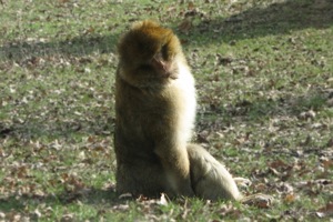 Macaque Poses For A Picture