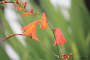 Orange Flower