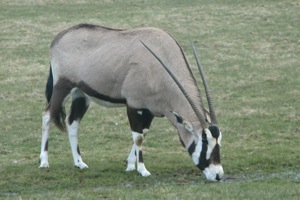 Oryx Takes It All In His Stride