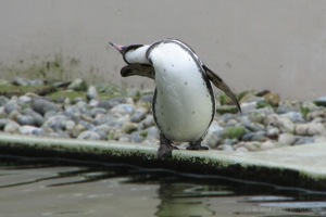 Humboldt Penguin Scratches An Itch