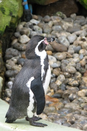 Humboldt Penguin Waits For Food