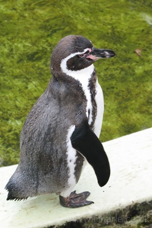 Humboldt Penguin Poses