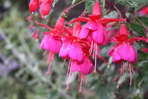 Pink Flower