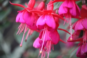 Closeup of Pink Flower