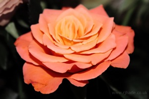 Rose Closeup