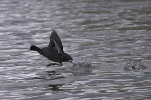 Rutland Nature Reserve, April 2015