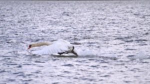 Rutland Nature Reserve, April 2015