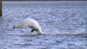 Rutland Nature Reserve, April 2015