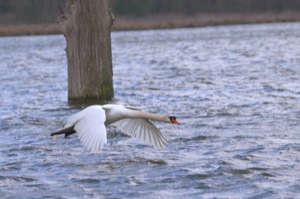 Rutland Nature Reserve, April 2015