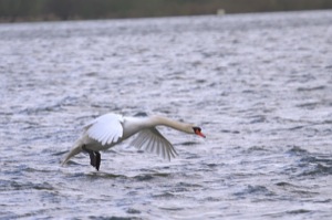 Rutland Nature Reserve, April 2015