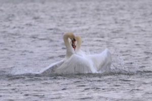 Rutland Nature Reserve, April 2015