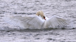 Rutland Nature Reserve, April 2015