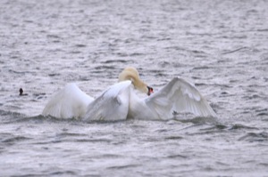 Rutland Nature Reserve, April 2015