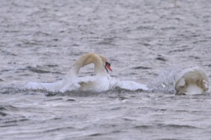 Rutland Nature Reserve, April 2015