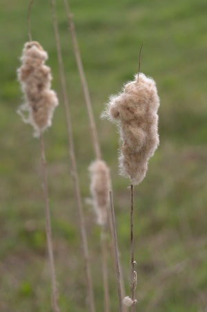 Rutland Nature Reserve, April 2015