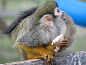 Squirrel Monkey Portrait