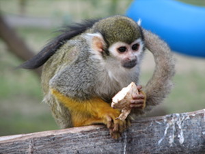 Squirrel Monkey Portrait