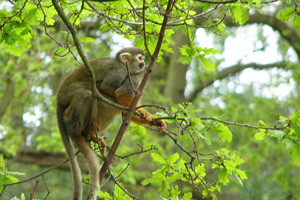 Squirrel Monkey Grabs A Piggyback