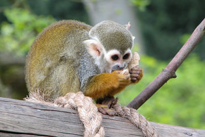 Squirrel Monkey Feasts On A Nut
