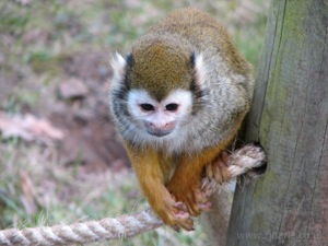 Squirrel Monkey Perched On The Rope
