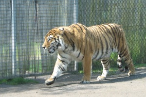 Amur Tiger On The Prowl