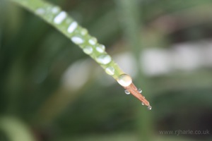 Rain On The Leaf