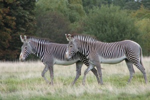 2 Zebra Roam The Plains Of The Zoo