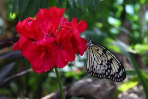 Butterfly World