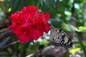 Butterfly World