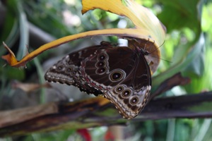 Butterfly World