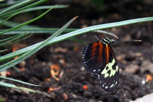 Butterfly World