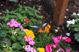 Butterfly World