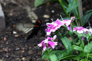 Butterfly World