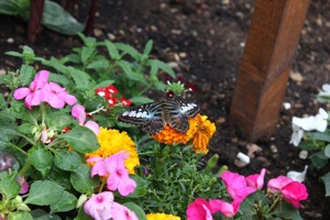 Butterfly World