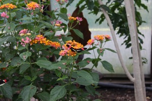 Butterfly World