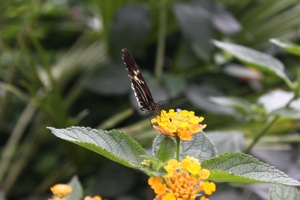 Butterfly World