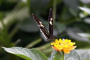 Butterfly World
