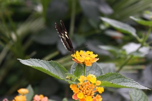 Butterfly World
