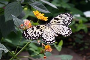 Butterfly World