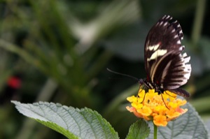 Butterfly World