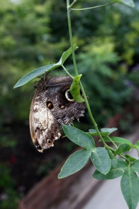 Butterfly World