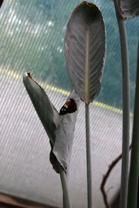Butterfly World