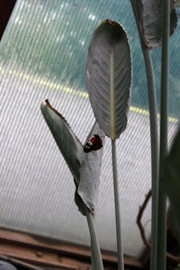 Butterfly World