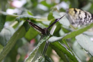 Butterfly World