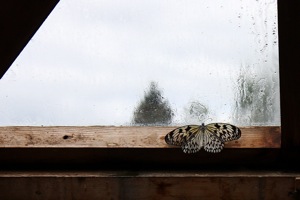 Butterfly World