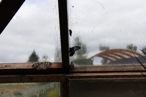 Butterfly World