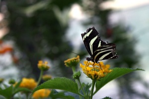 Butterfly World