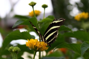 Butterfly World