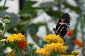 Butterfly World